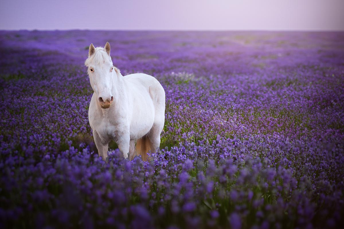 Cheval dans la lavande seance photo professionnelle