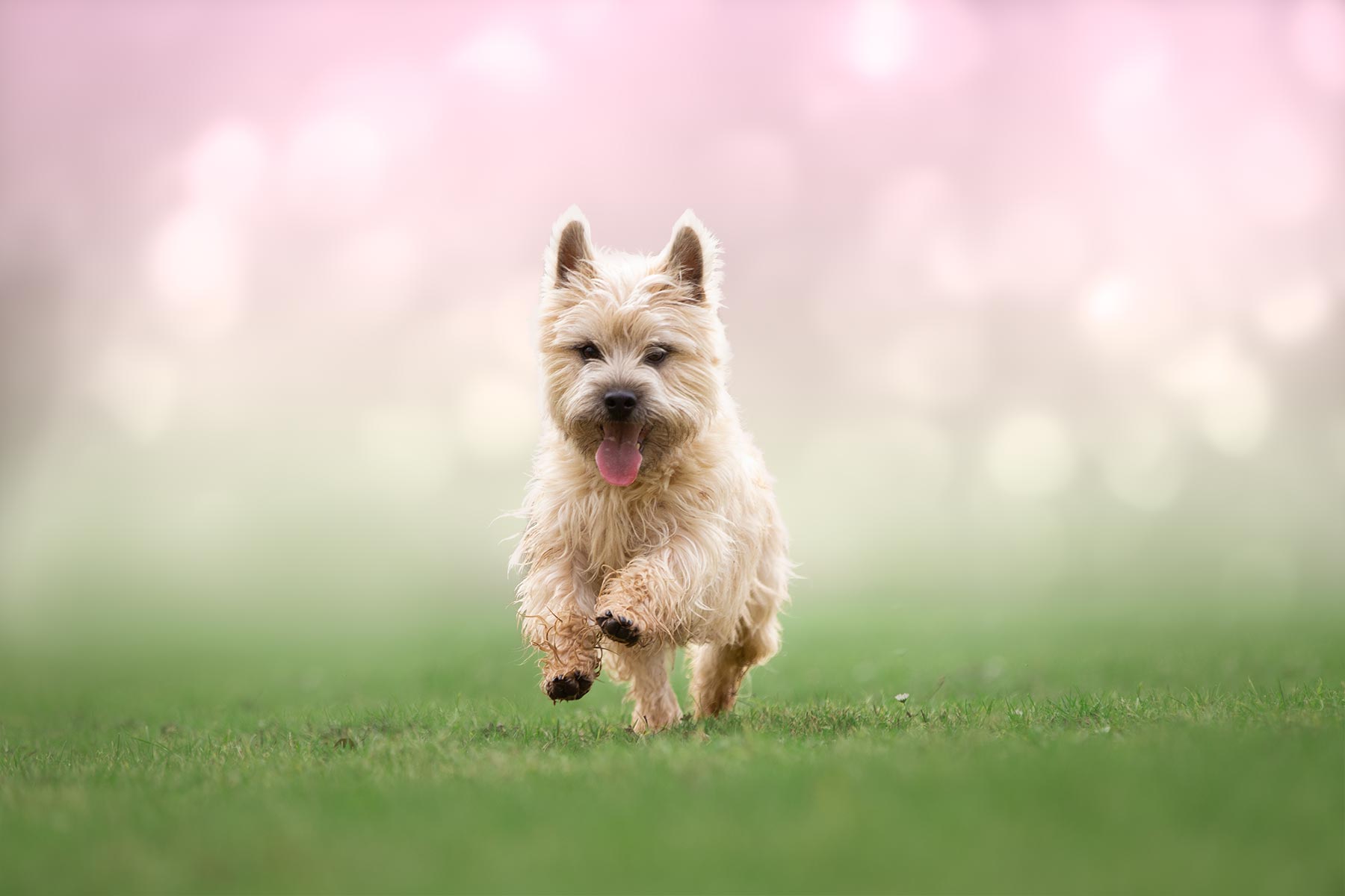 chien qui court cerisiers en fleurs seance photo animaliere