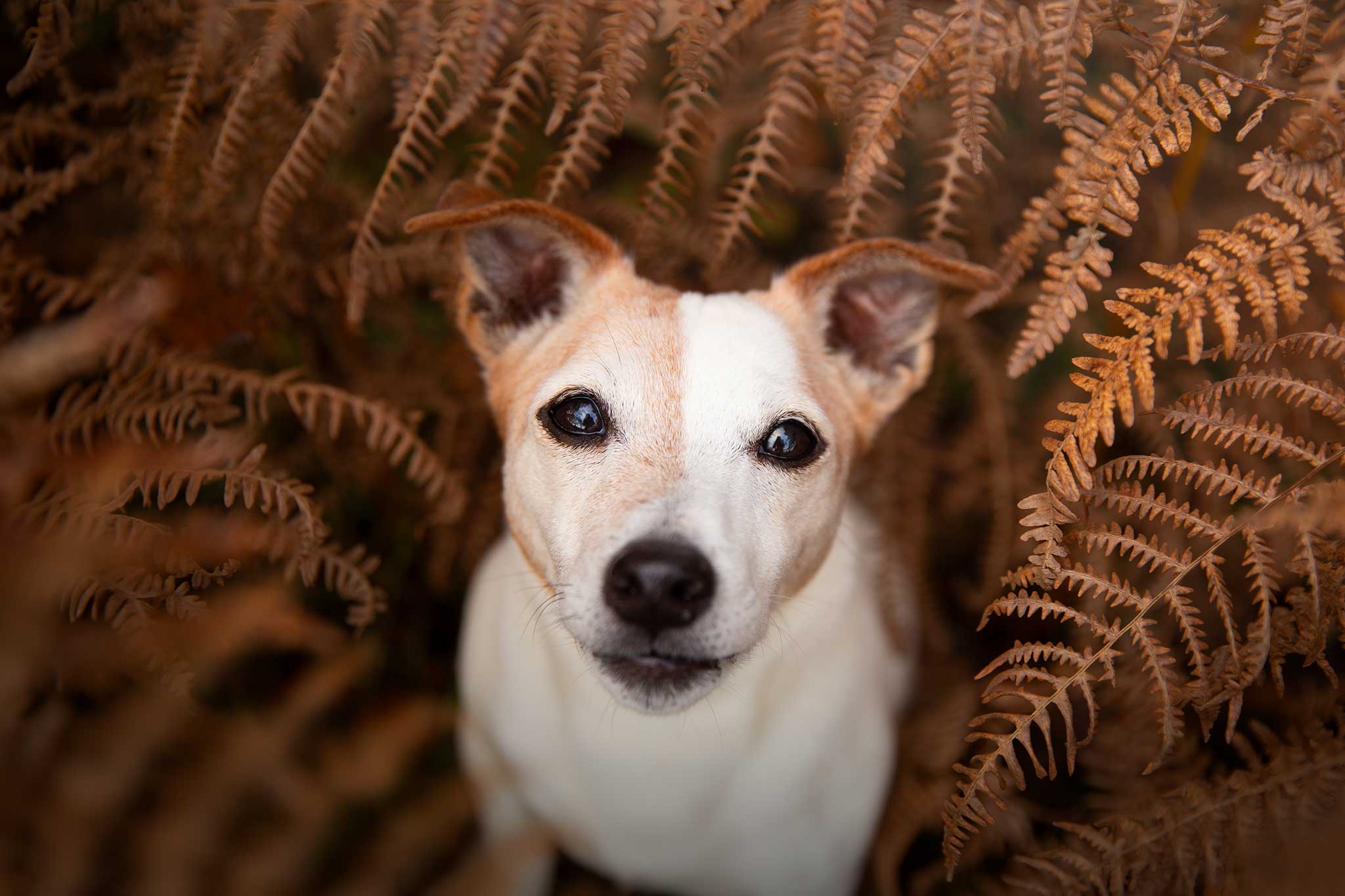 chien jack russell fougeres foret mignon