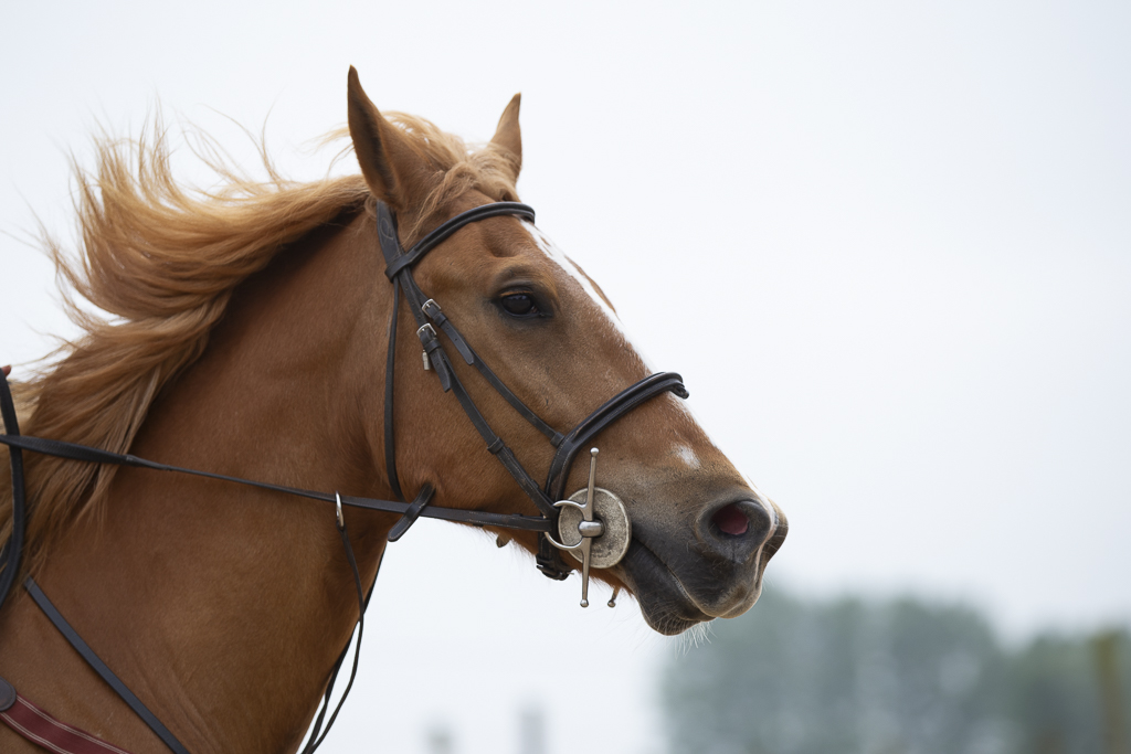  cheval consours cso equitation