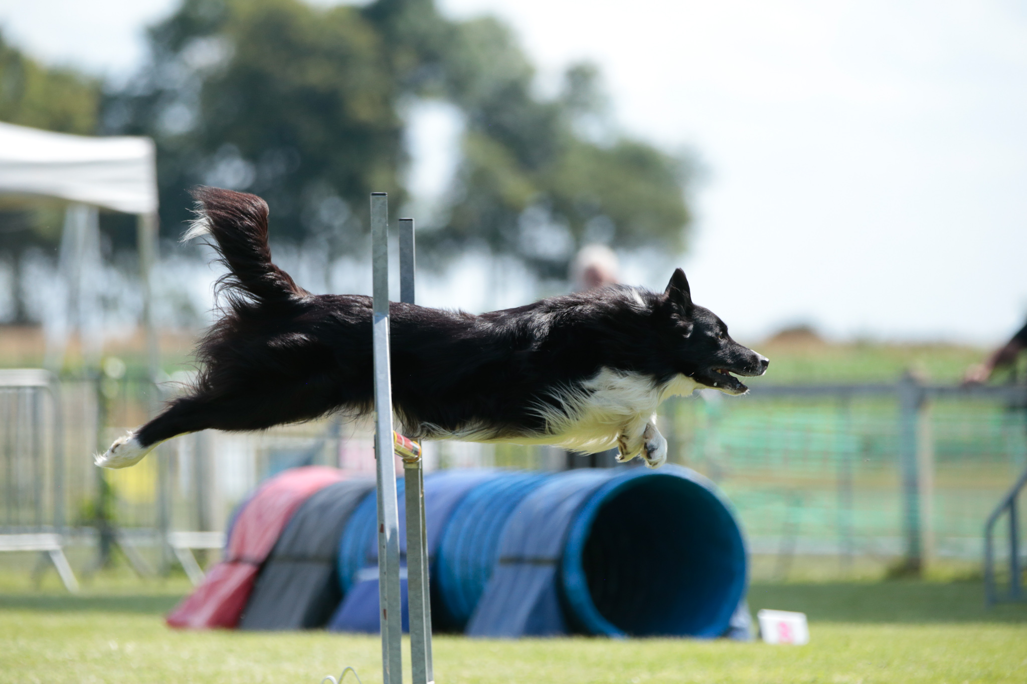 chien border collie saute concours agility