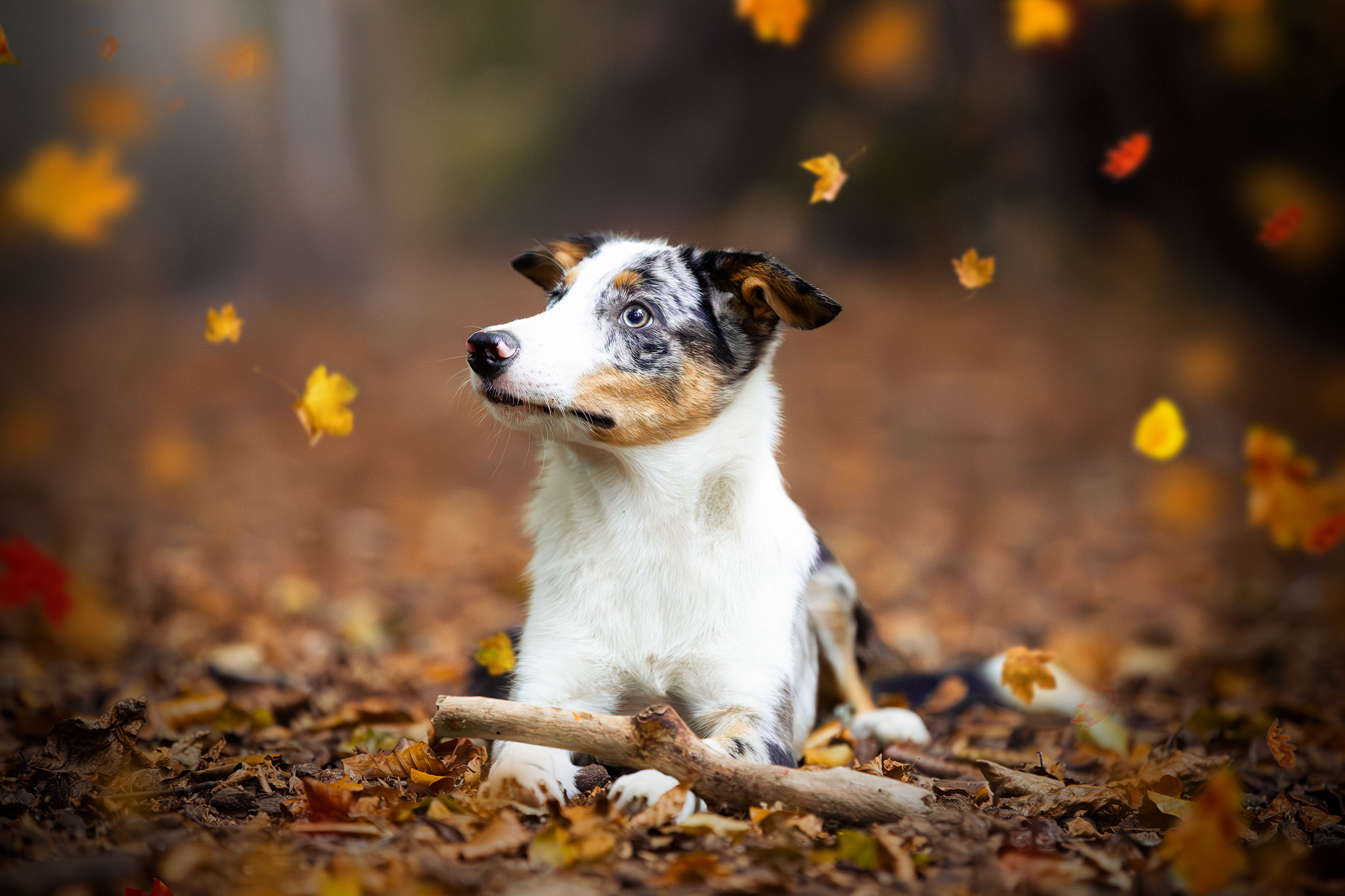chien border collie foret