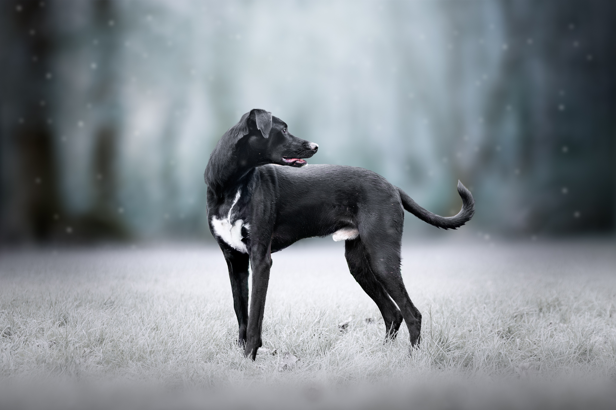 chien noir et blanc hiver neige