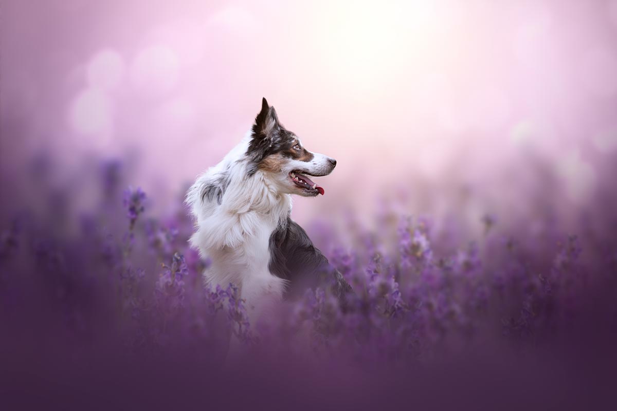 Chien border collie lavande magnifique photo retouche professionnelle formation photo retouche