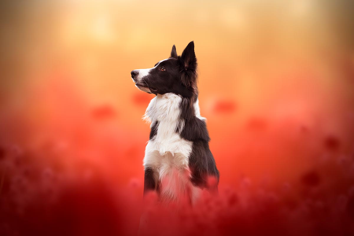 Chien border collie champ de coquelicots fleurs retouche professionnelle formation photo retouche
