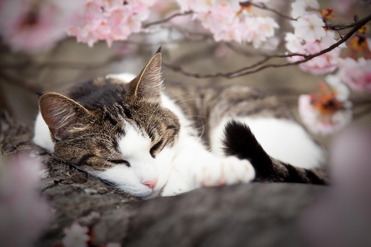 Chat dort cerisier en fleurs seance photo animaliere formation photo retouche