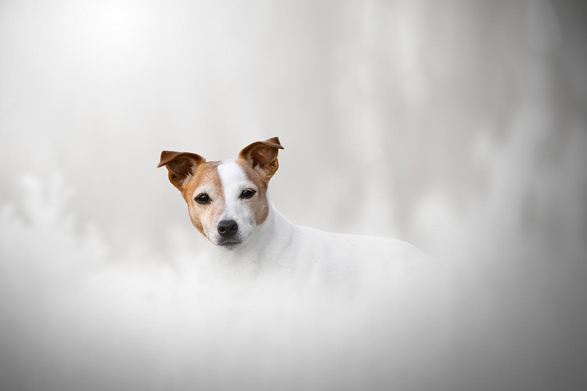 Chien jack russel shooting photo hiver blanc formation photo retouche