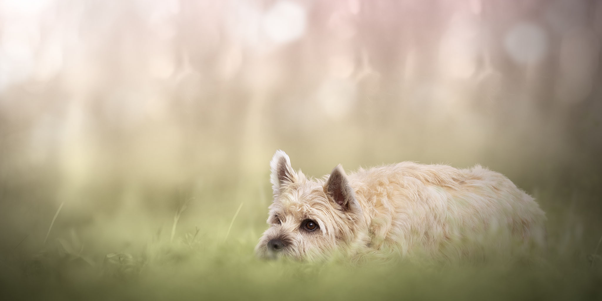 petit chien dans les cerisiers seance photo