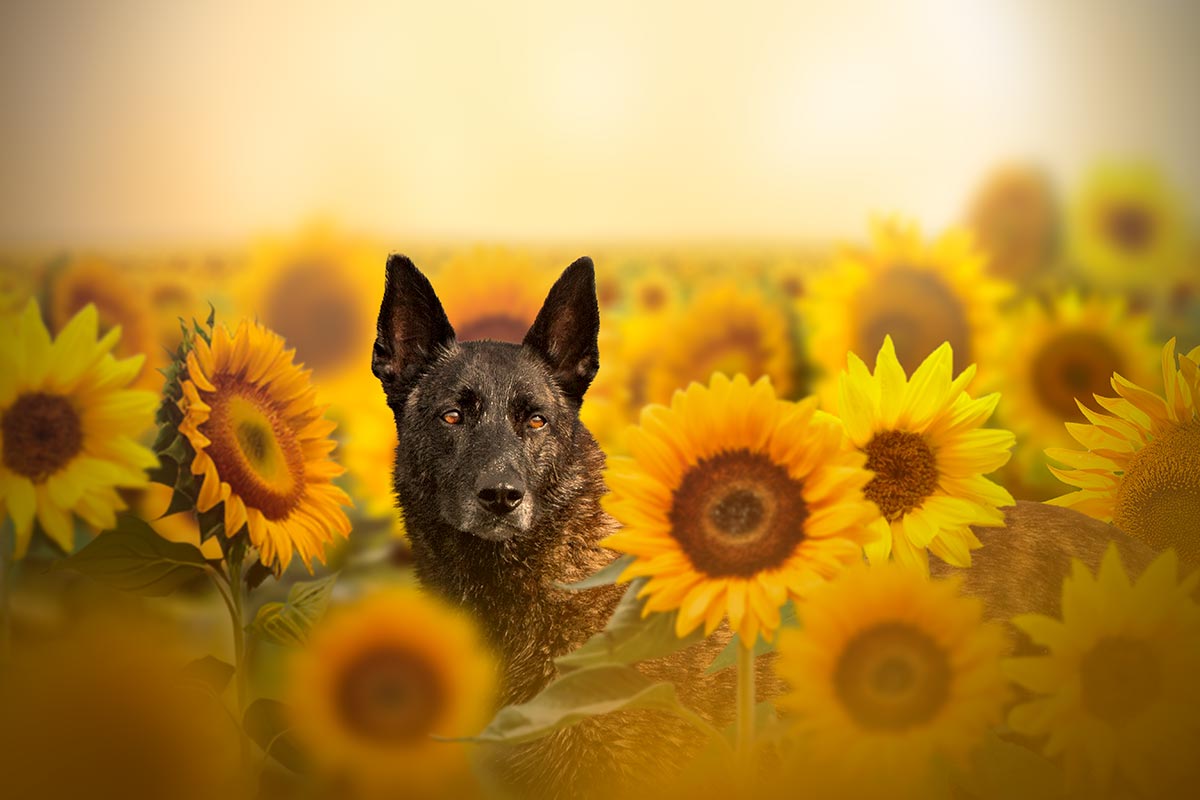 Chien Berger Hollandais tournesols champ de fleurs été, seance photo professionnelle
