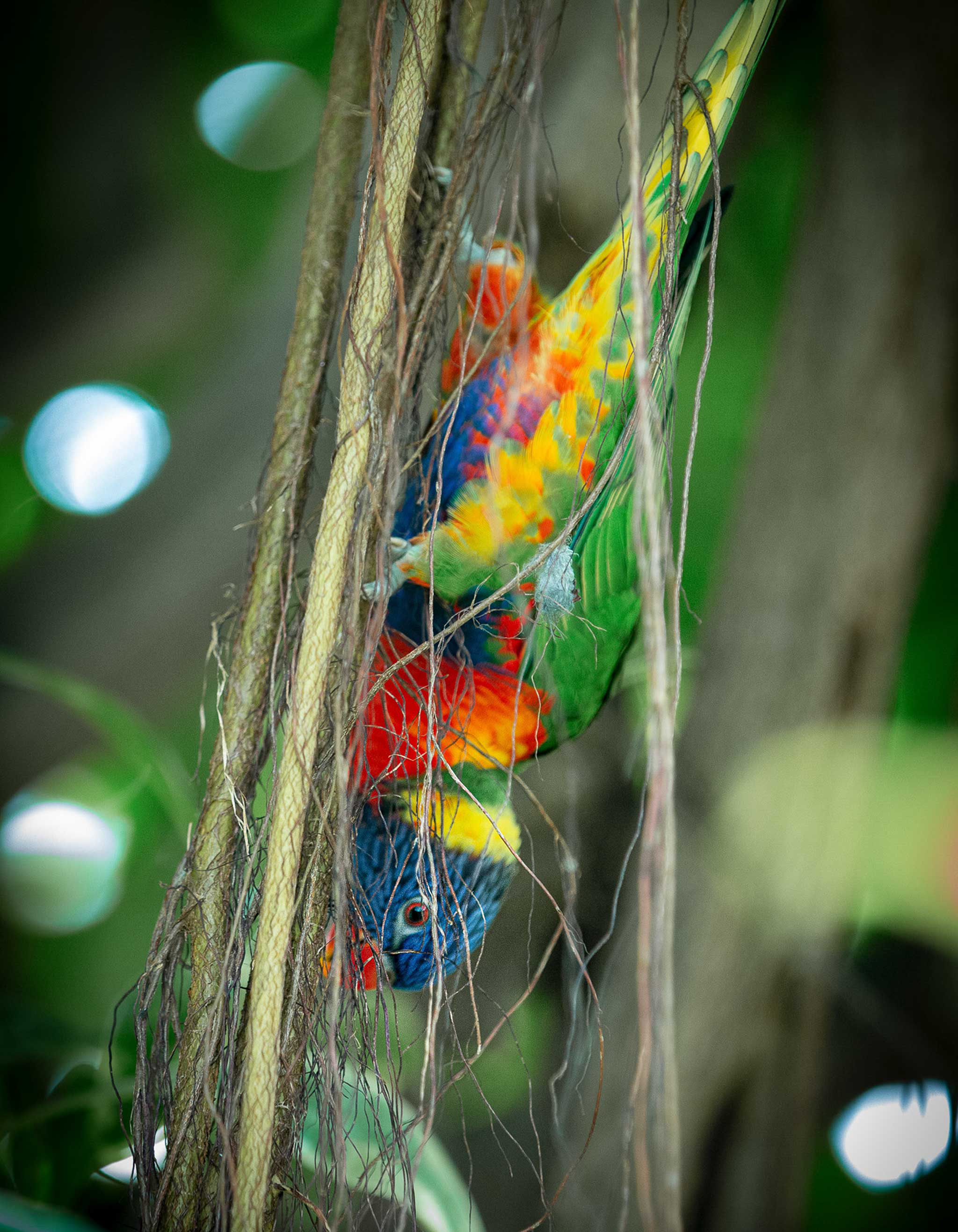 Perroquet parc animalier photo professionnelle