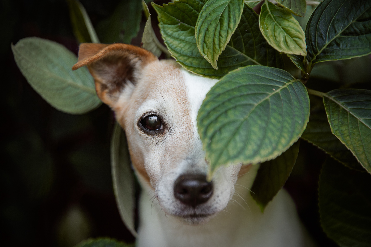 Chien jack russel mignon feuilles seance photo animaliere
