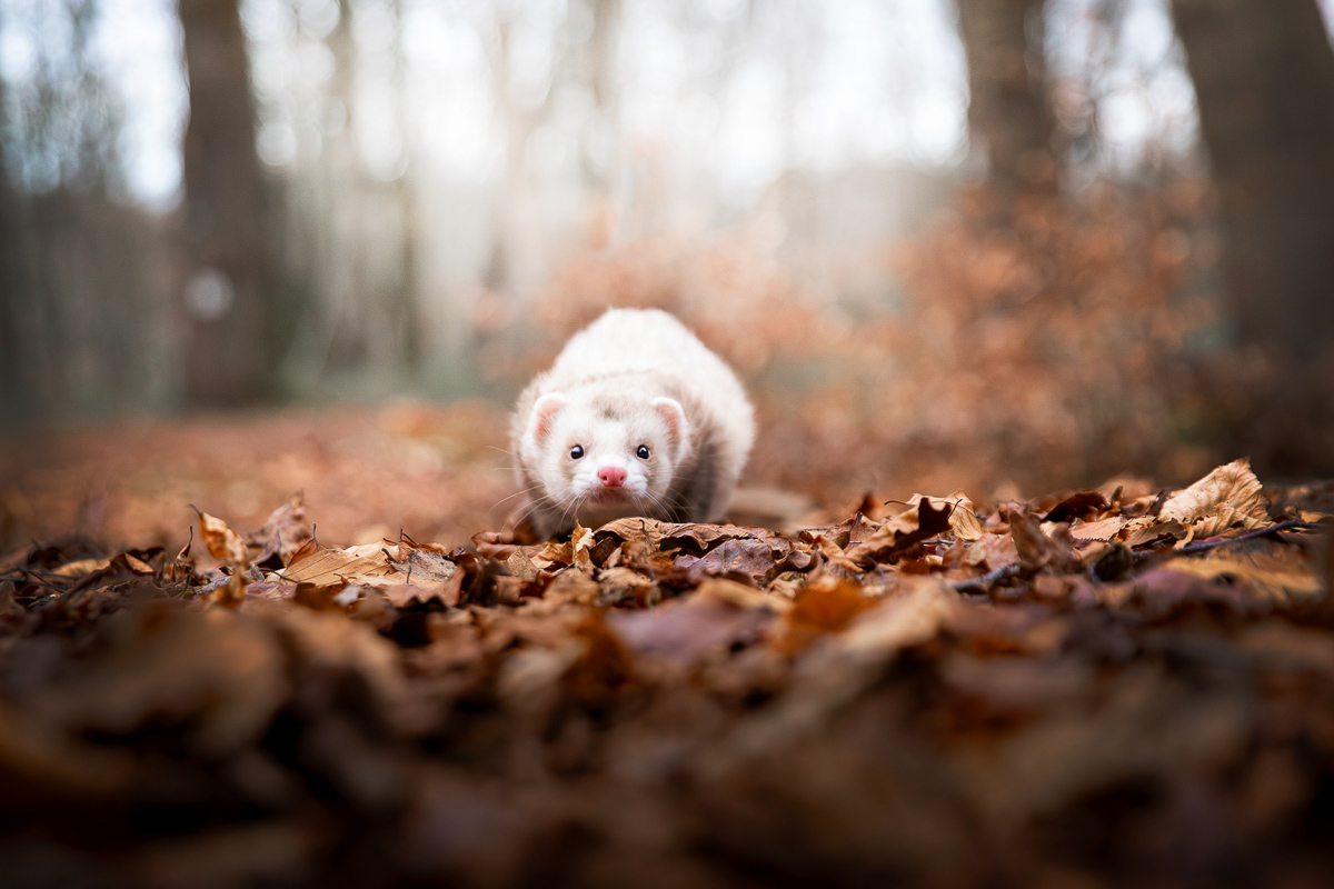 Furet foret automne photographie animaliere