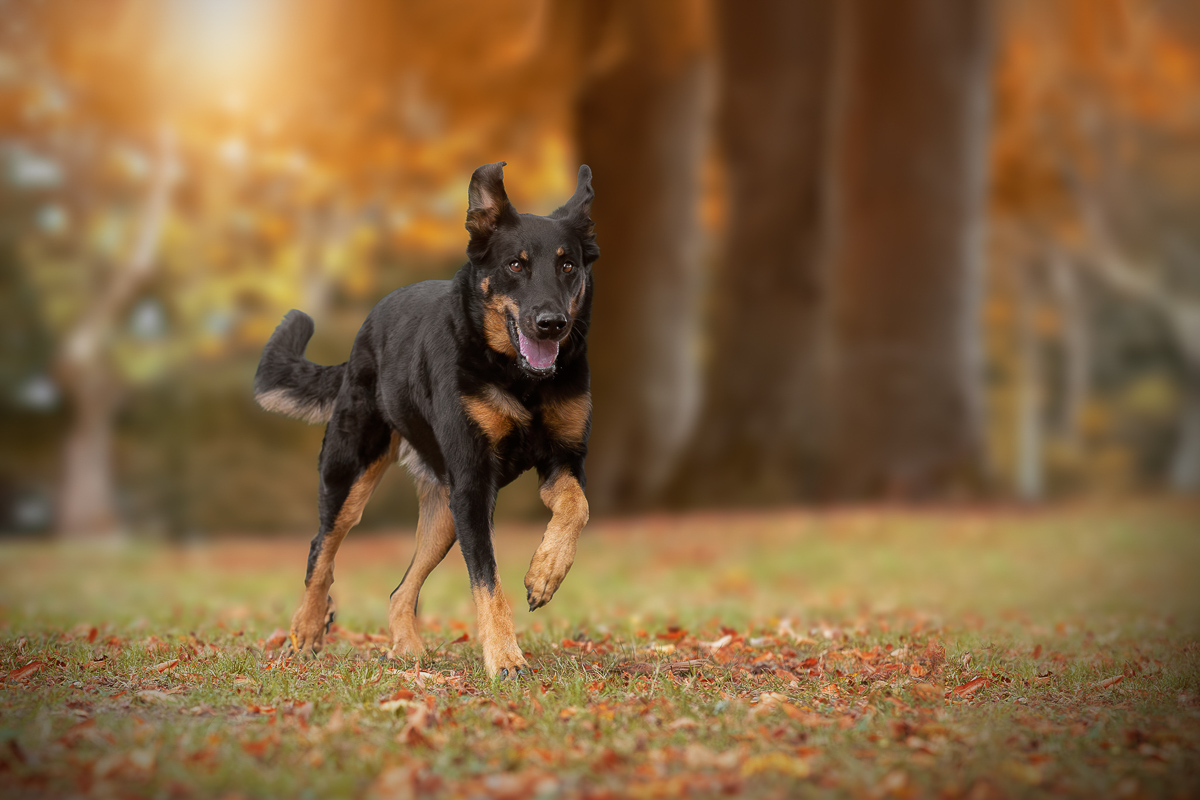 Chien beauceron automne foret seance photo