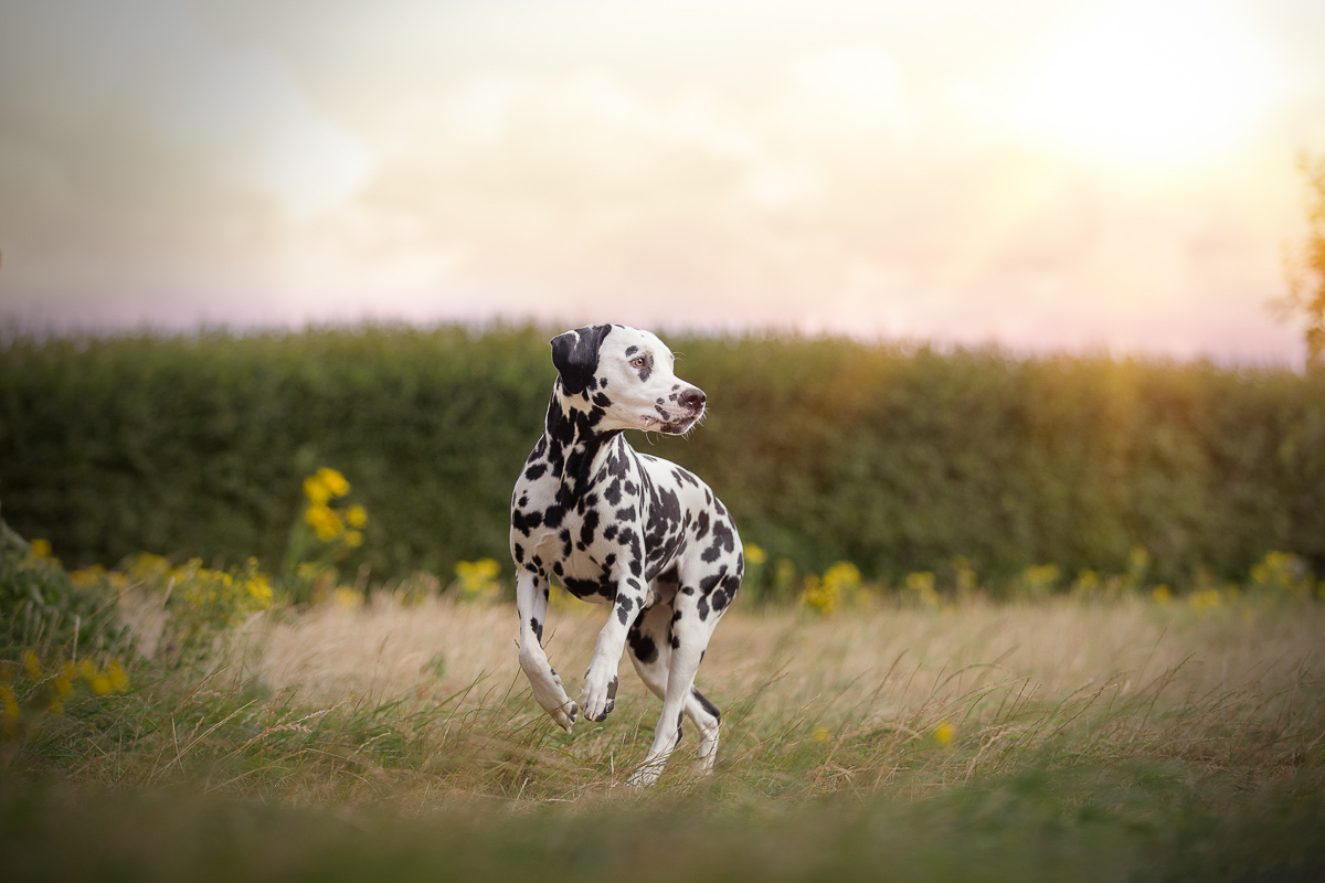 Chien dalmatien couche de soleil ete photgraphe animalier