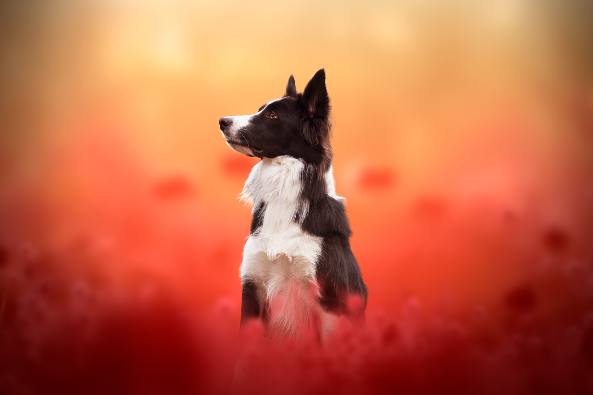 Chien border collie champ coquelicots rouges photo pro