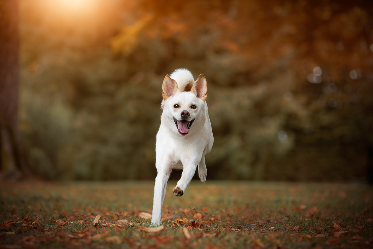 Seance photo chien court automne mouvement photo pro