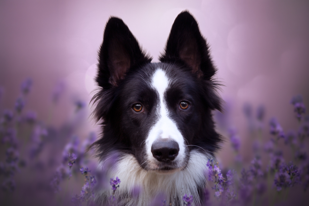 Seance photo chien border collie champ coquelicots rouges photo pro