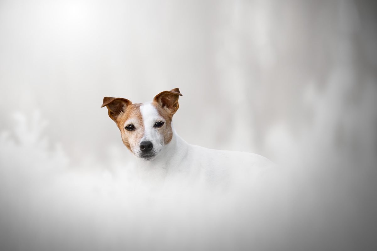 Chien jack russell givre blanc hiver photo animaliere