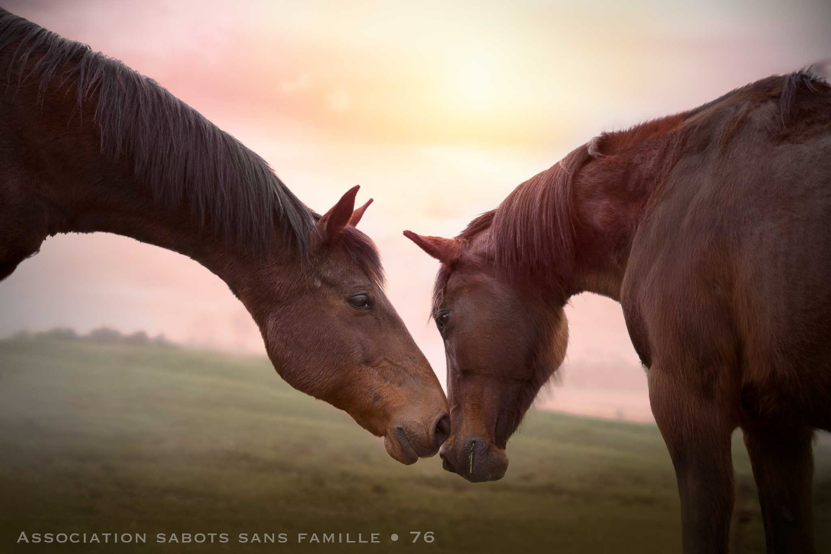 beaux chevaux couche de soleil photographe animalier association sabots sans famille