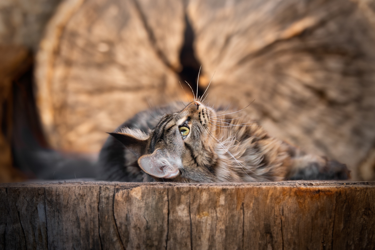 Chat maine coon seance photo montage