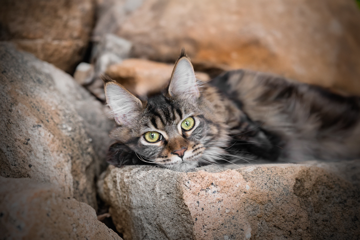 Chat maine coon seance photo montage
