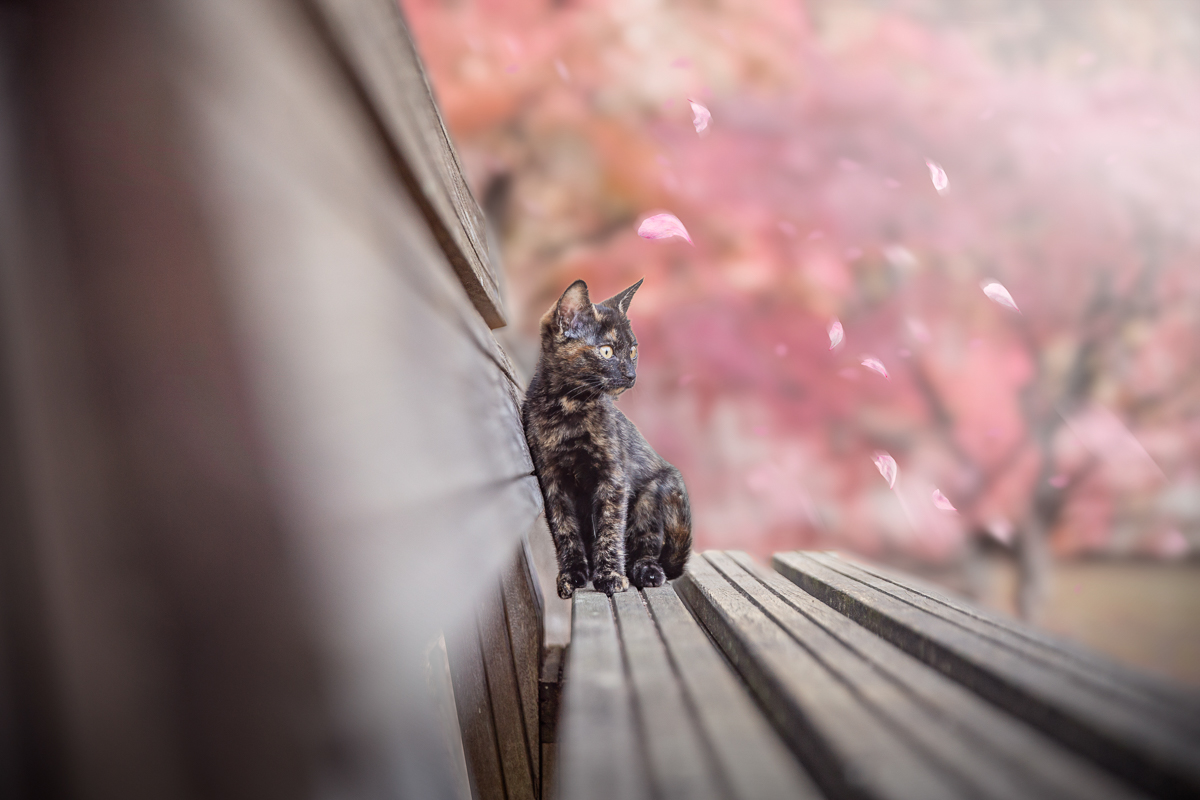 Chat chaton mignon cerisiers printemps shooting photo
