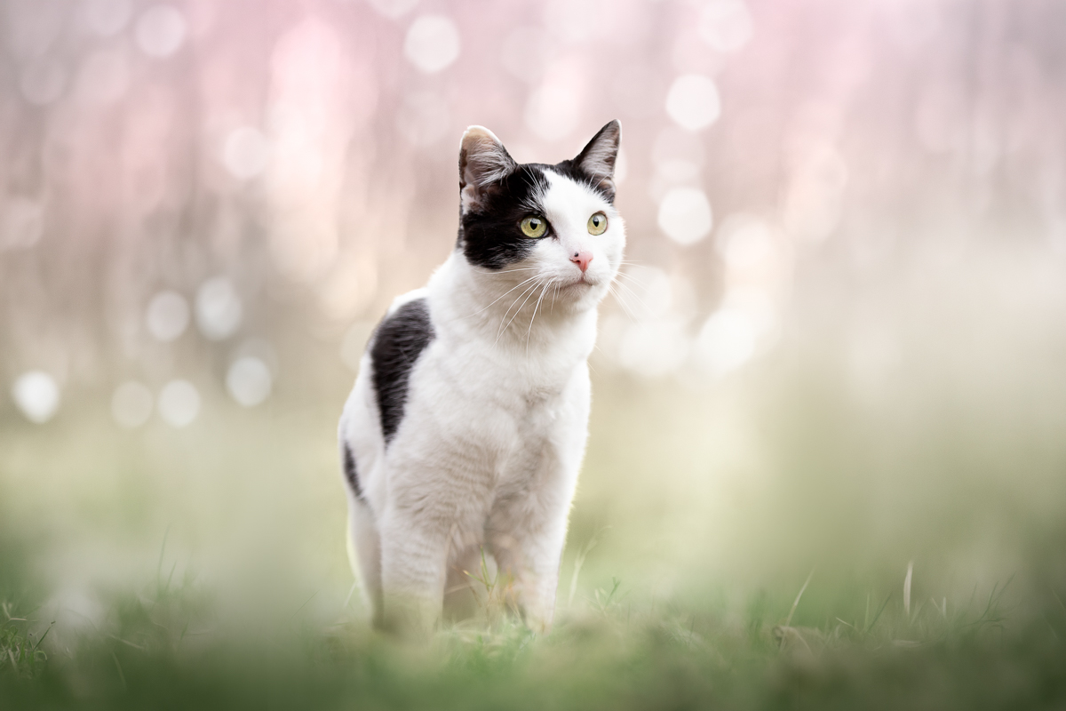 Chat noir et blanc cerisier rose printemps jolie photo