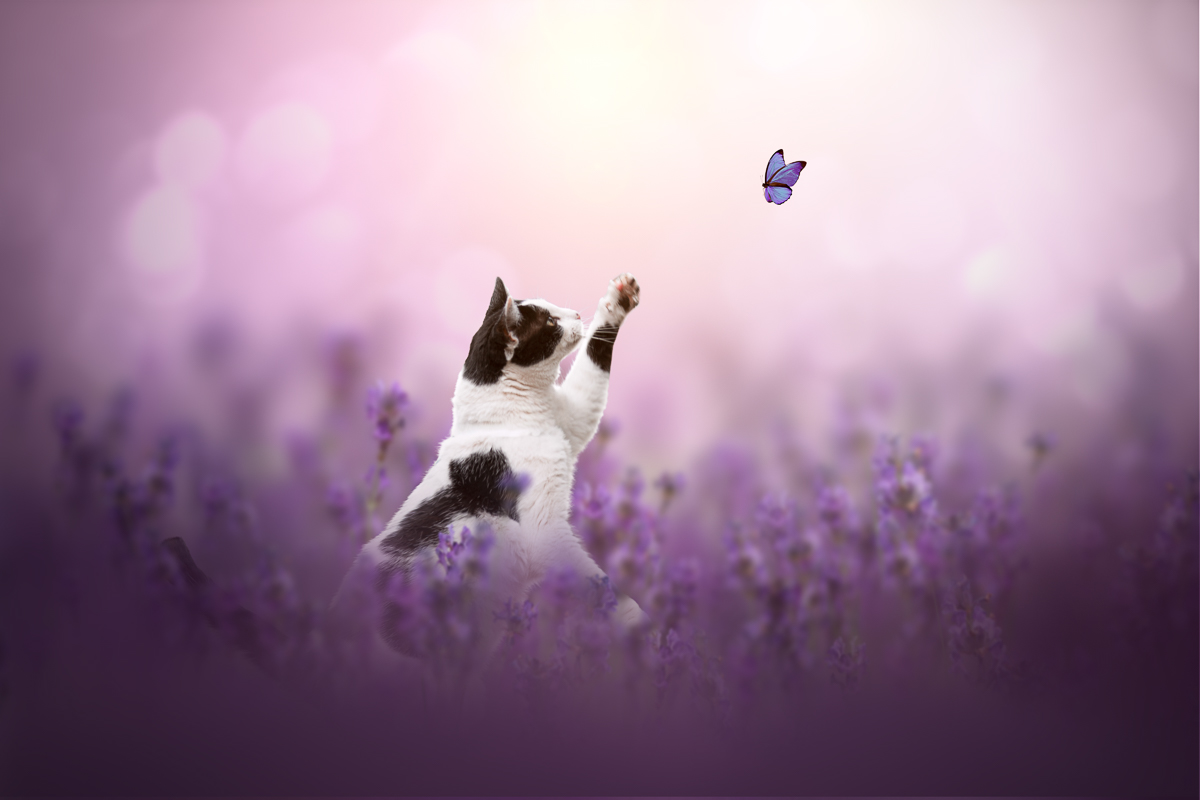 Chat noir et blanc course papillon champ de lavande photo montage