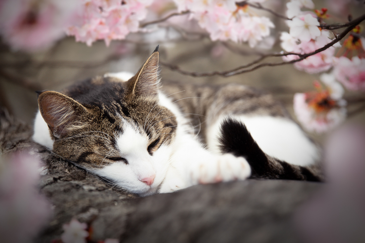 Chat dort ceriser en fleurs seance photo animaliere