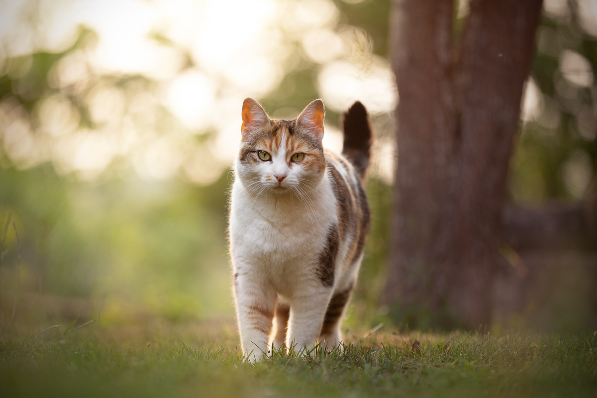 Chat ecaille de tortue couche de soleil magnifique photo