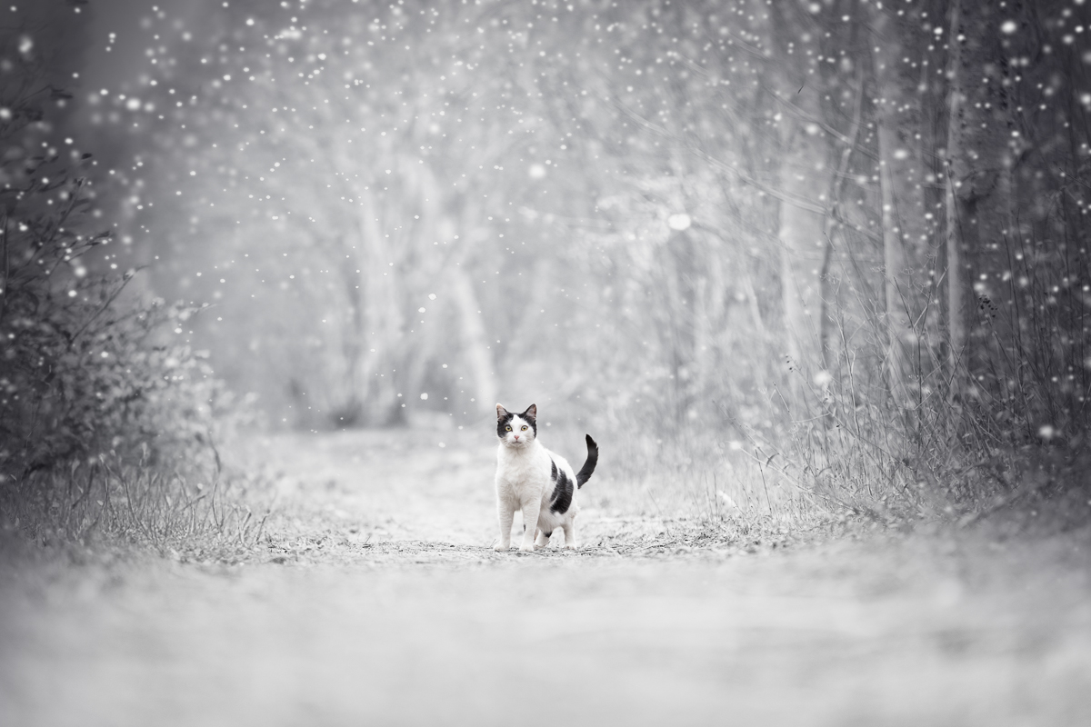 Chat noir et blanc hiver neige blanc photo pro