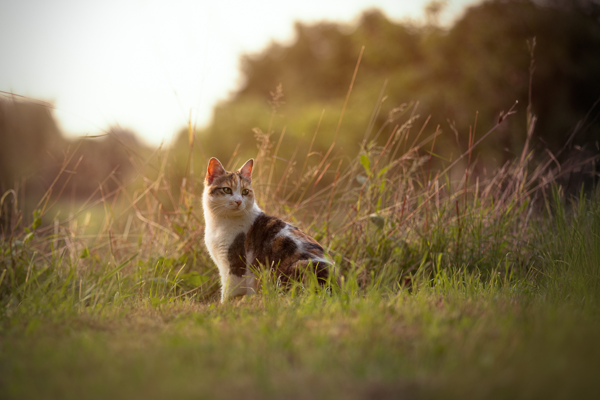 Chat ecaille de tortue golden hour photo profesionnelle