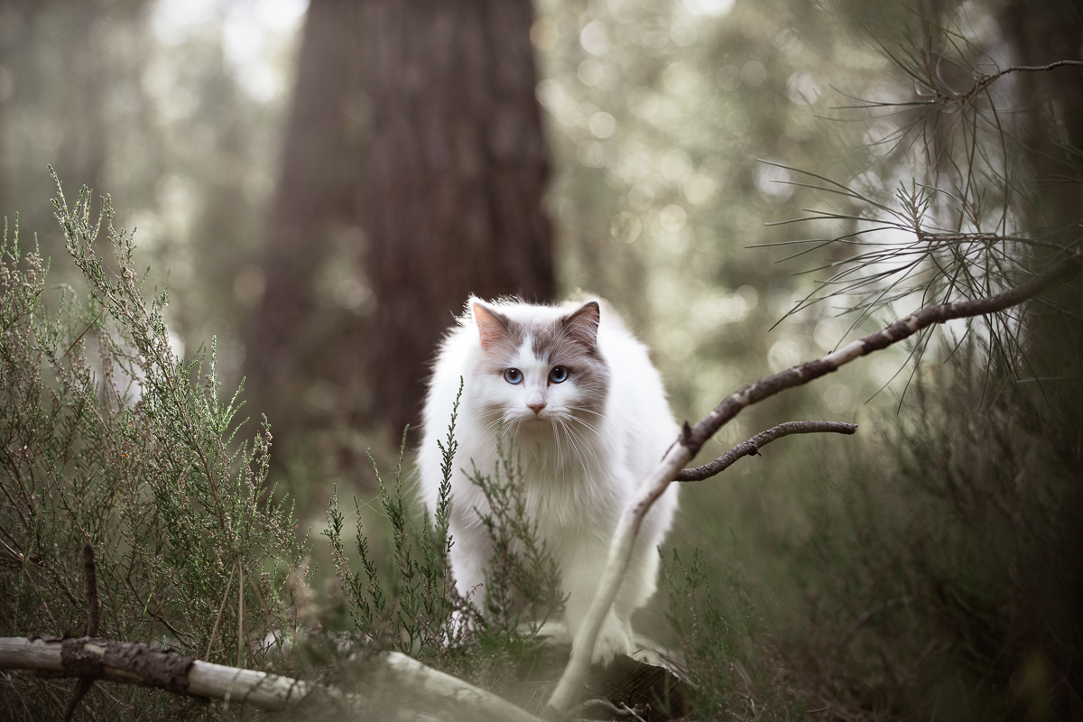 Chat ragdoll seance photo animaliere foret verte