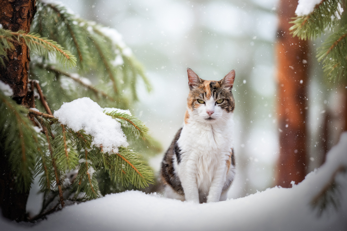 Chat ecaille de tortue hiver neige noel montage photo