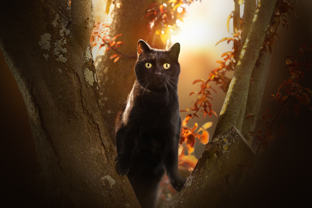 Chat noir grimpe aux arbres ambiance orange photo professionnelle
