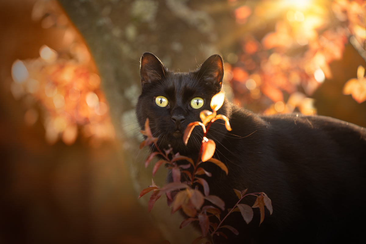 Chat noir grimpe aux arbres ambiance orange photo professionnelle
