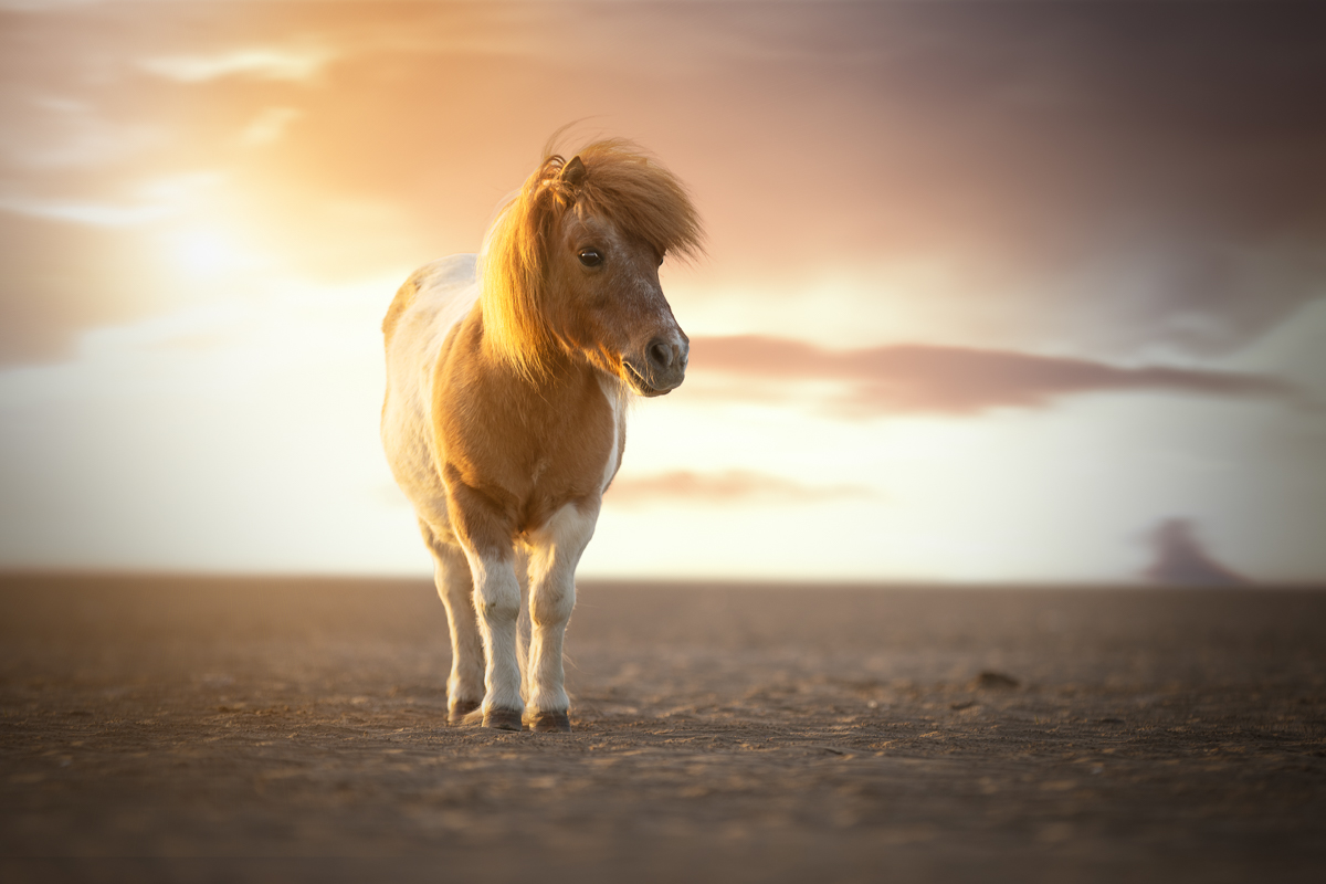 Petit poney pie couche de soleil plage golden hour seance photo