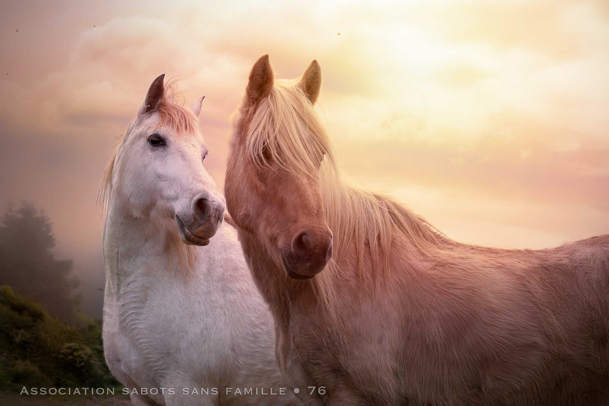 chevaux couche de soleil seance photo pro