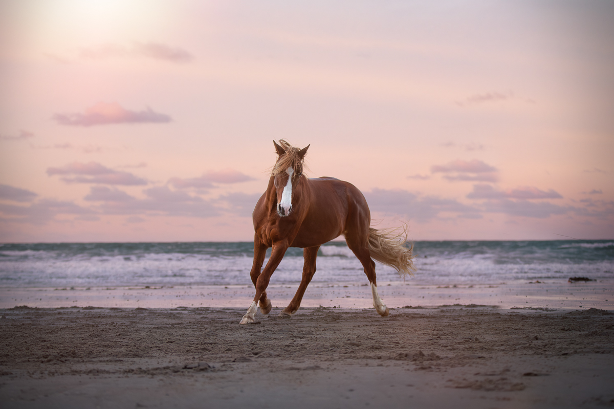 cheval alezan plage crepuscule seance photo