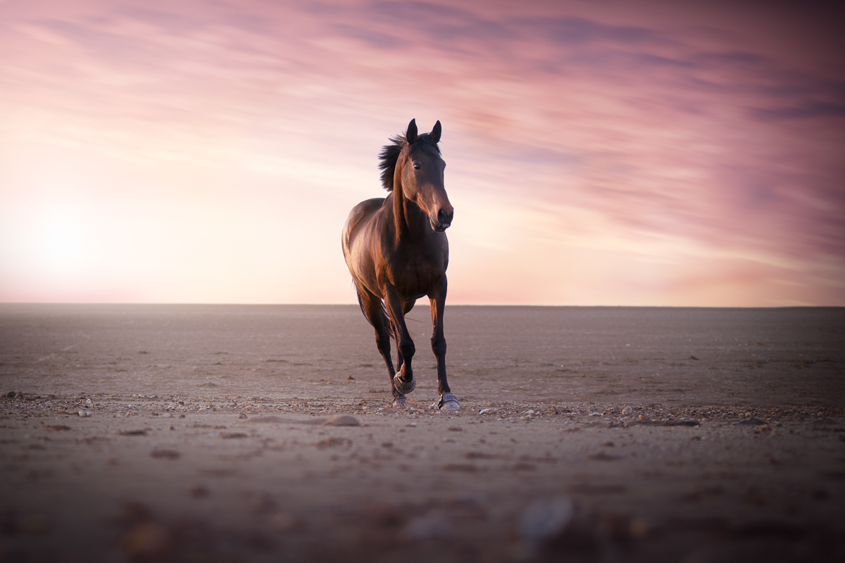 cheval bai brun plage crepuscule shooting photo