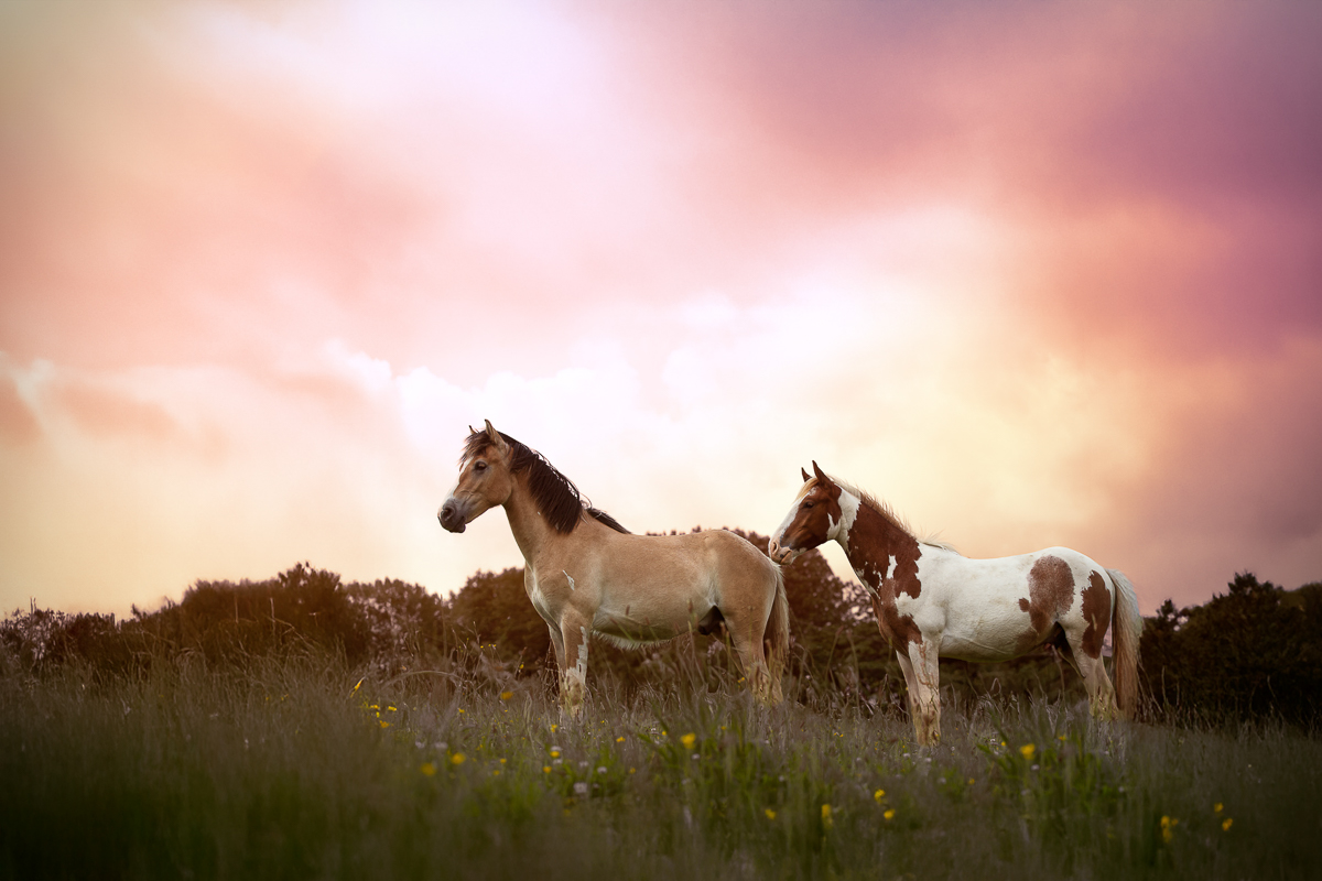 beaux chevaux couche de soleil isabelle pie