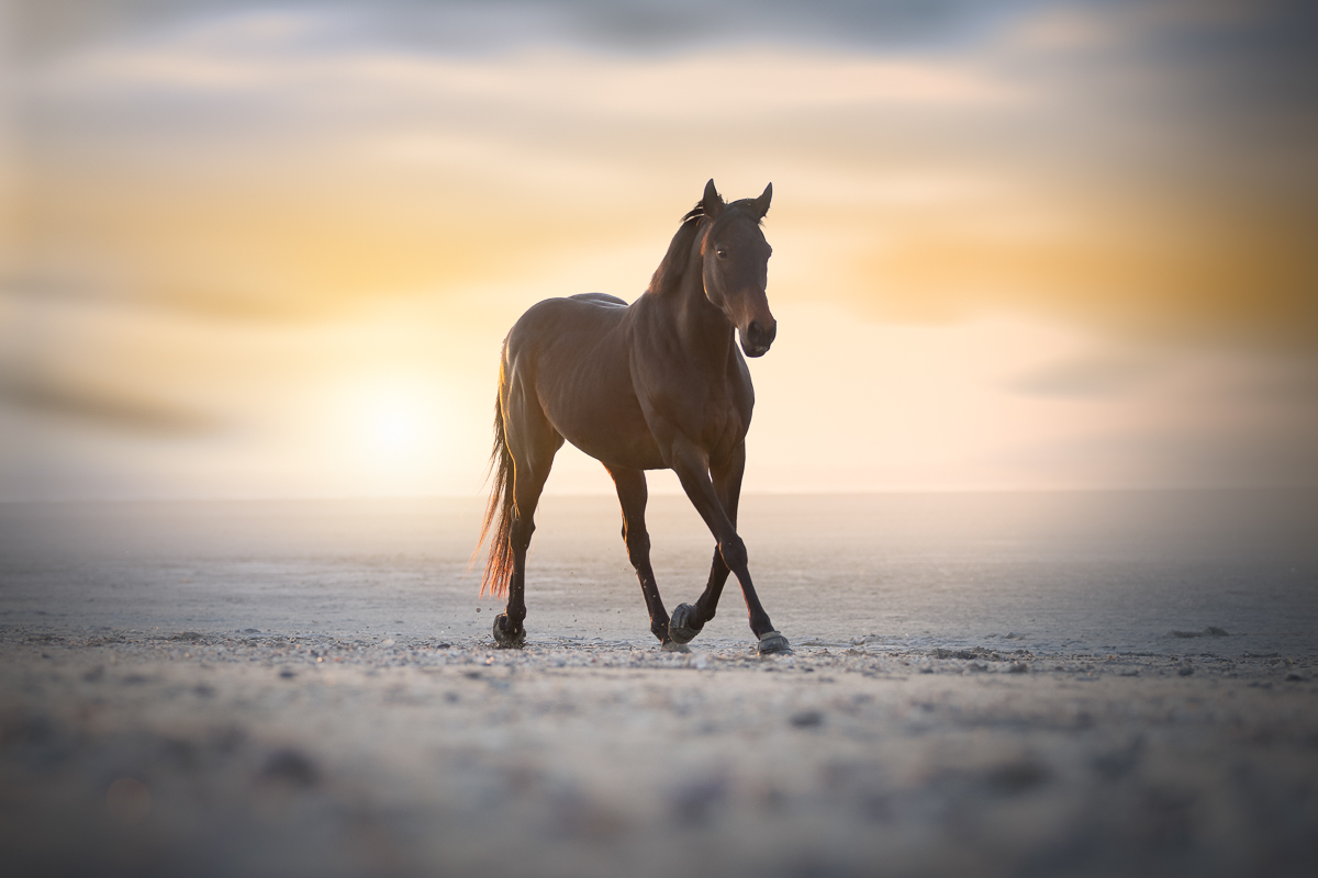 cheval bai brun senace photo plage