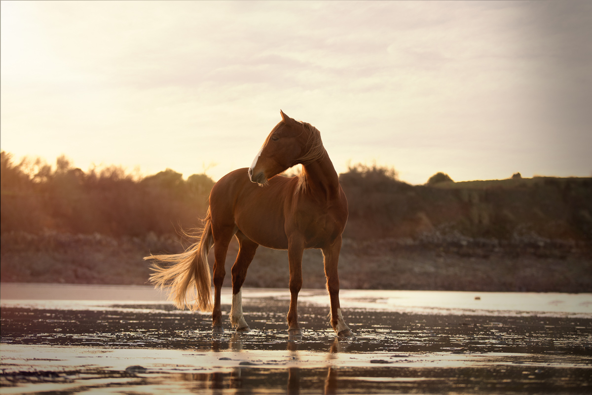 Cheval alezan couche de soleil plage golden hour seance photo