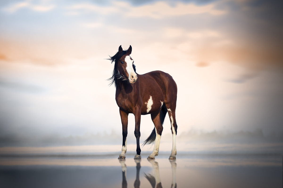 cheval pie bai espagnol seance photo plage
