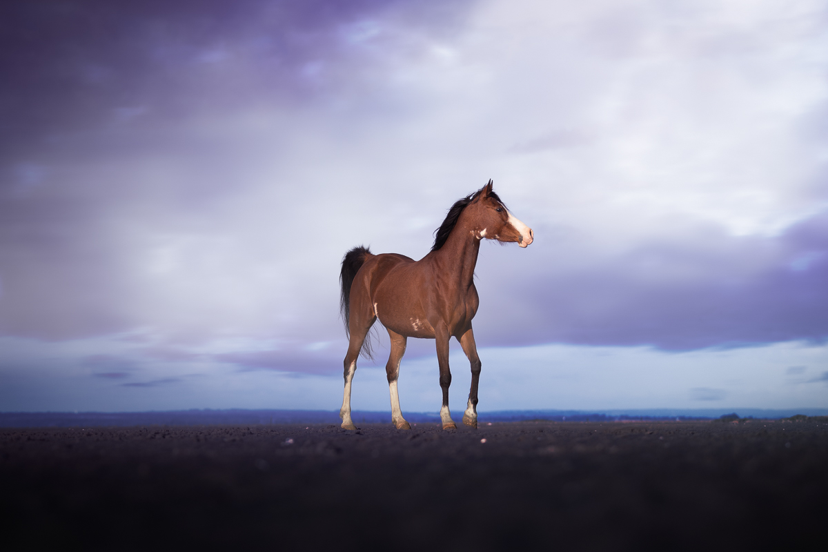 cheval pie bai espagnol seance photo plage orage nuages