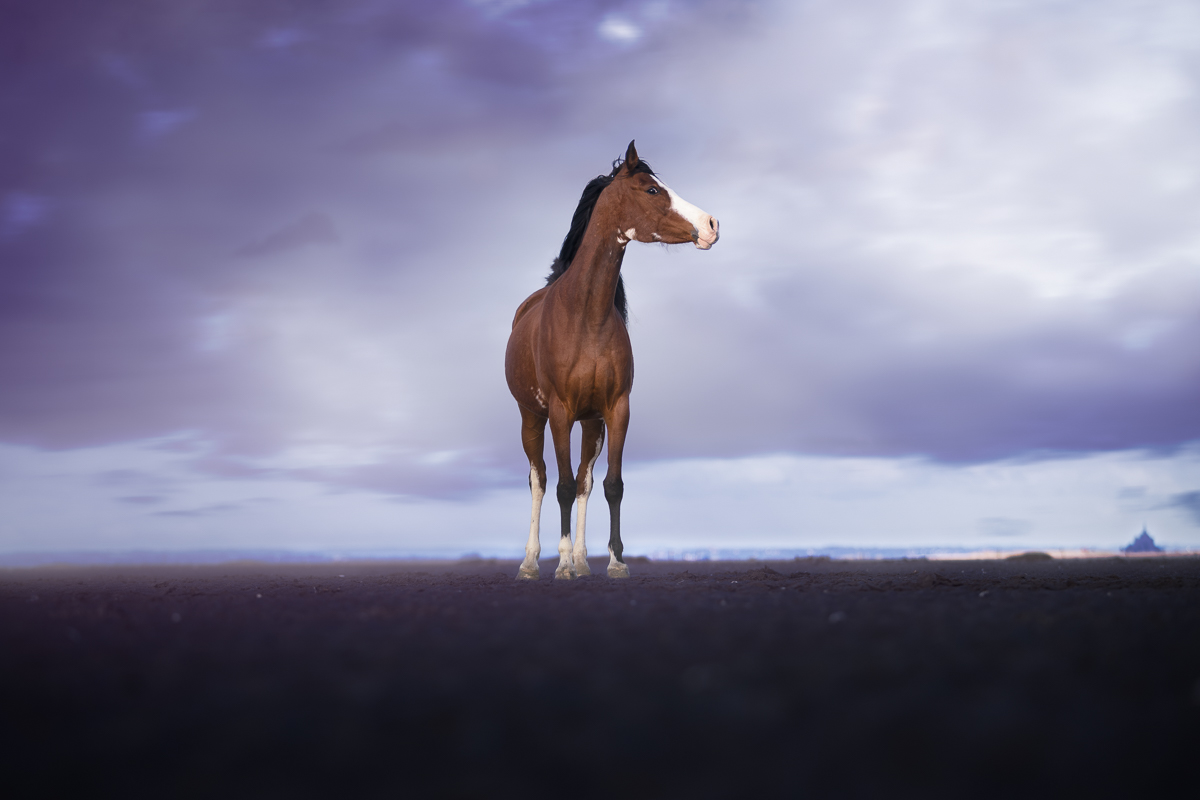 cheval pie bai espagnol seance photo plage violet nuages