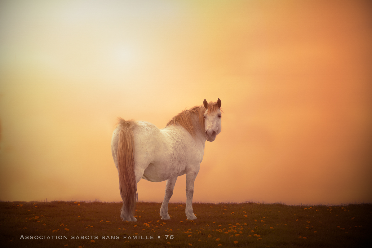 cheval jument grise golden hour
