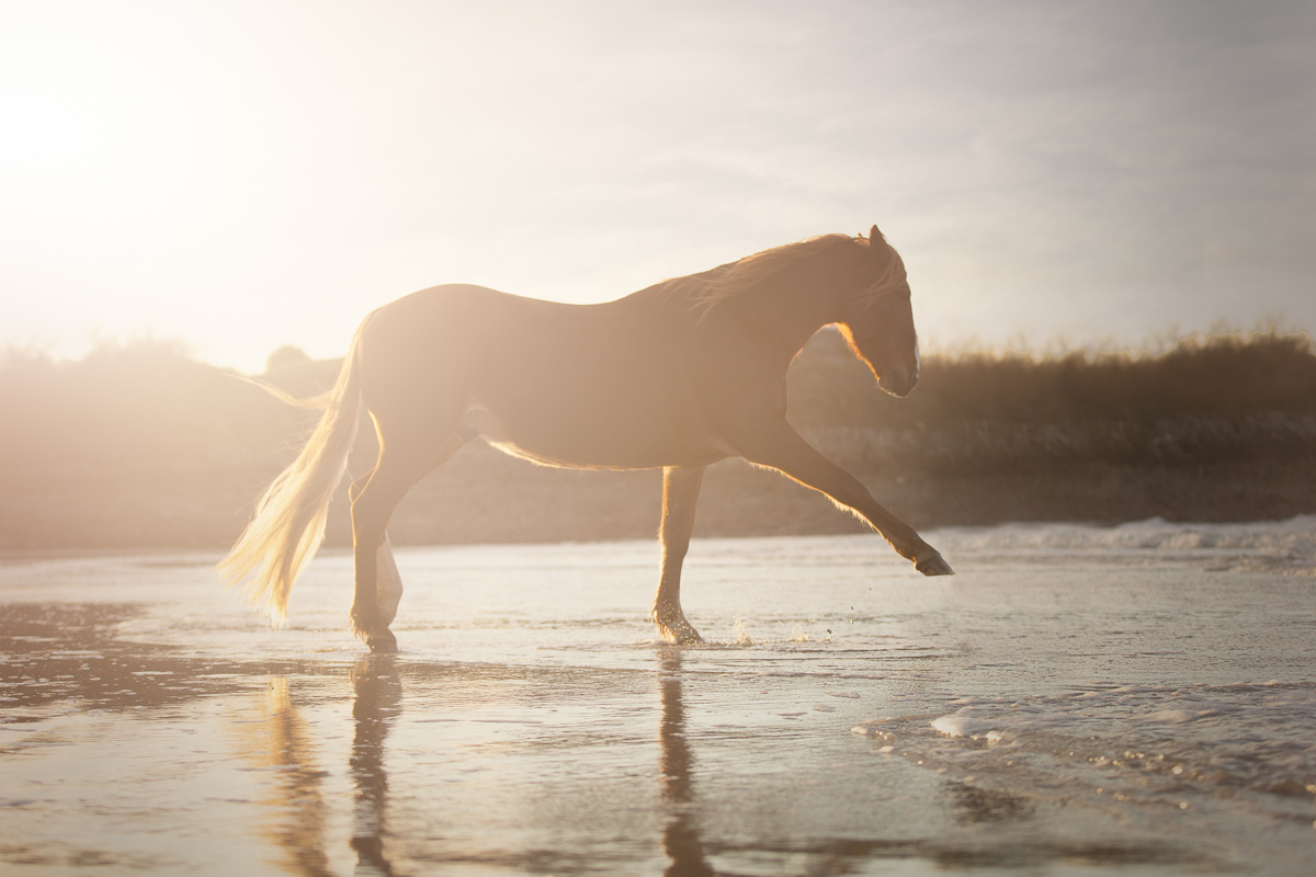 cheval alezan plage contre jour seance photo pro
