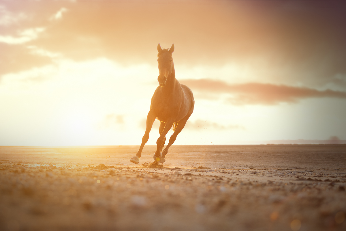 cheval bai brun couche de soleil contre jour golden hour