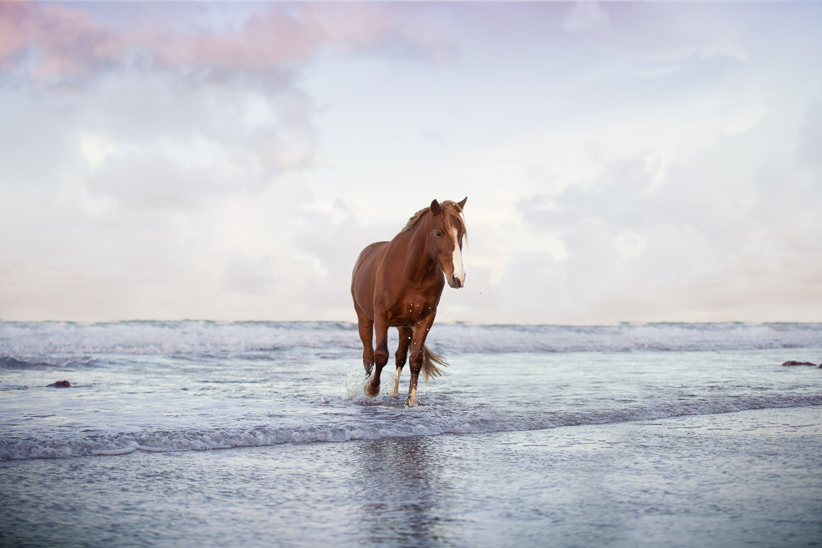cheval alezan eau plage mer senace photo